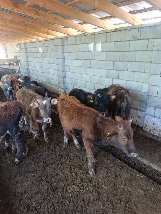 Бузаулар сатылады