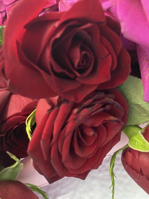 Роза метровый голландские