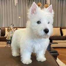 Plimbari caini zona centrala Cluj Napoca / Gazduire