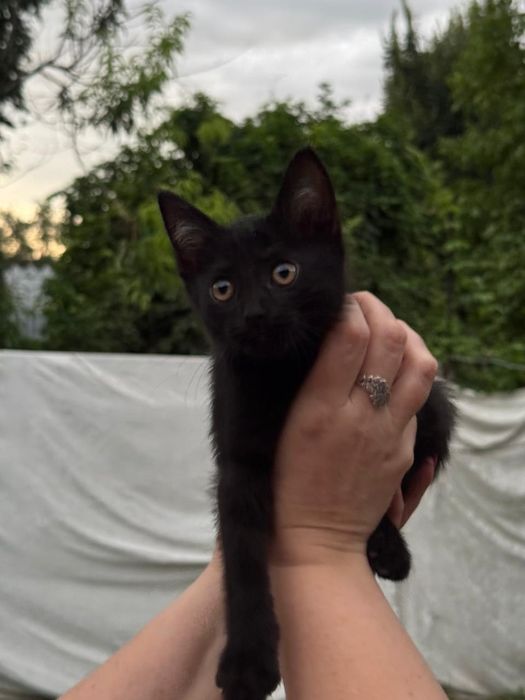 Котёнок бесплатно
