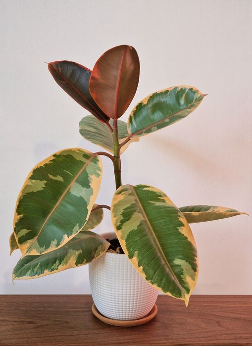 Фикус "Беллиз" верхушка