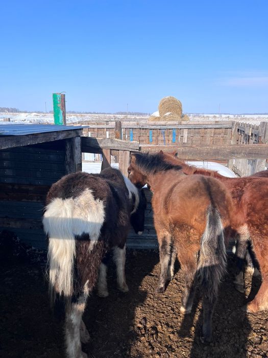 Продам 3 жабағы, село Карлуга