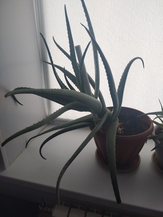 Продам алое алое вера
