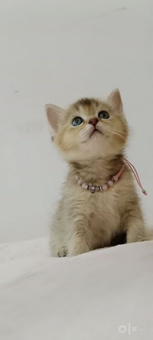 Девочка Скоттиш Страйт золотая тикированная Шиншила
