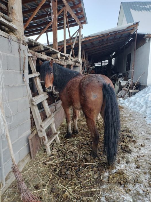 Срочно Продам Скот