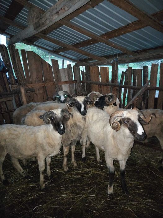 Disponibili 5 berbeci