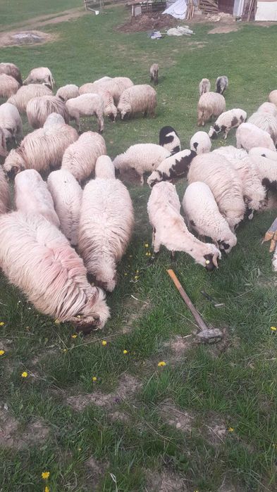 61 de Oi de vânzare