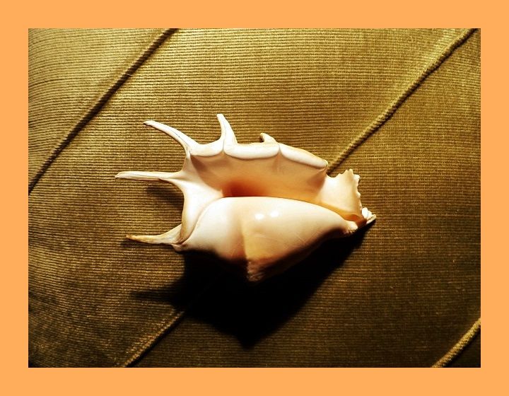 красива морска раковина