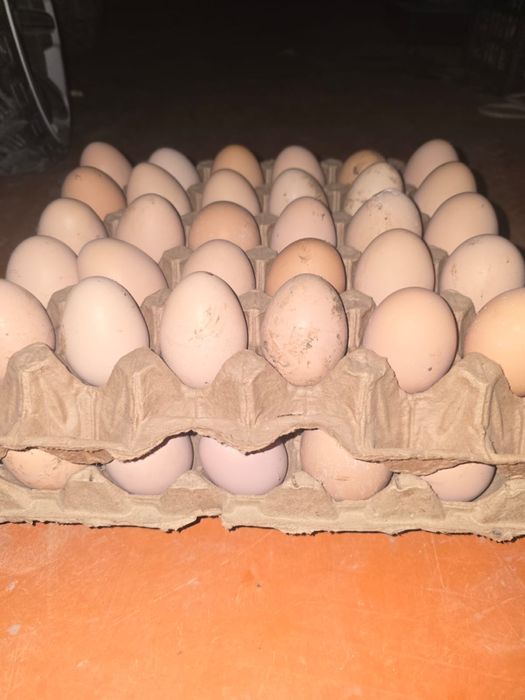 Кучин жұмыртқасы