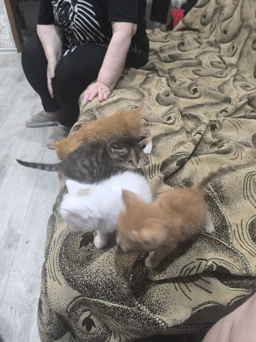 Котята бесплатно