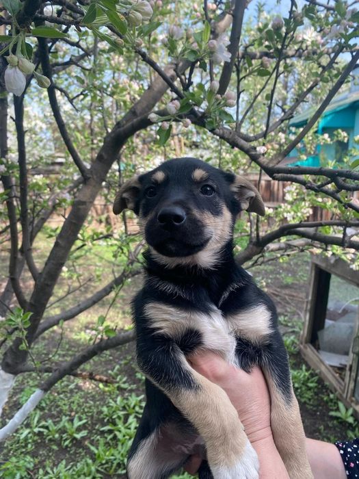 Щенята в добрые руки