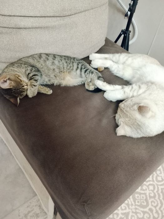 Отдам кошечку в хорошие руки