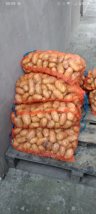 Cartofi noi sută la sută bio fără chimicale s-au îngrășăminte 2,lei kg