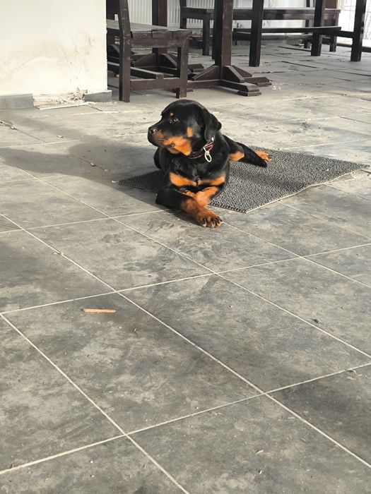 Femela rottweiler