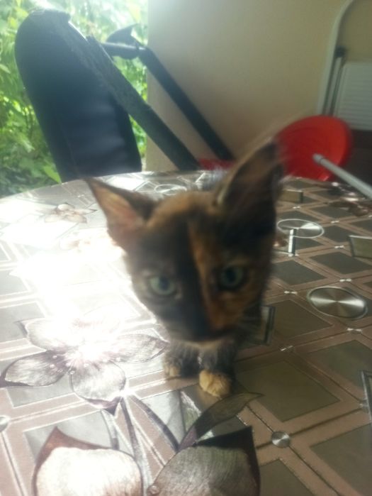 Dau spre adopție 2 pui de pisică  pufoși