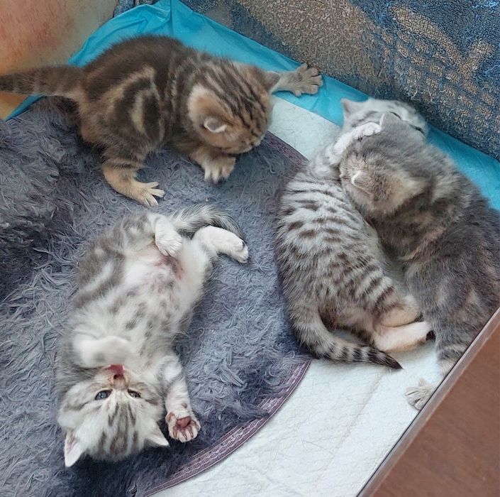 Открыт резерв на котят