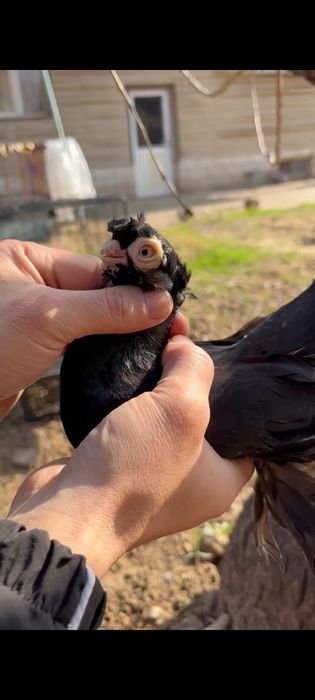 Кептер Көгершін голуби