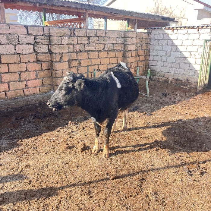 Буаз сиыр сатылады