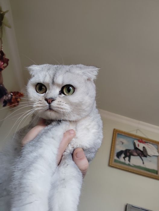 Skotish fold qiz bola mushuk