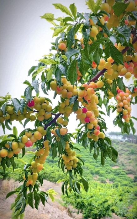 Butasi de catina, zmeura, mur, Cires Galben/pomi si arbusti fructiferi