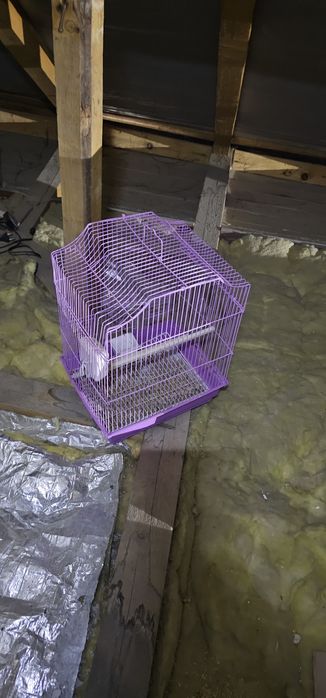 Vand custi papagali ,colivii