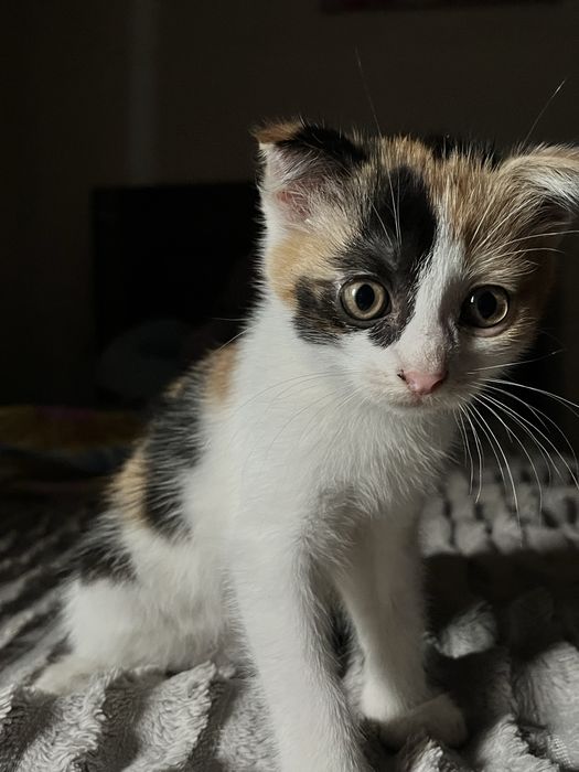 Отдам в добрые руки кошечку