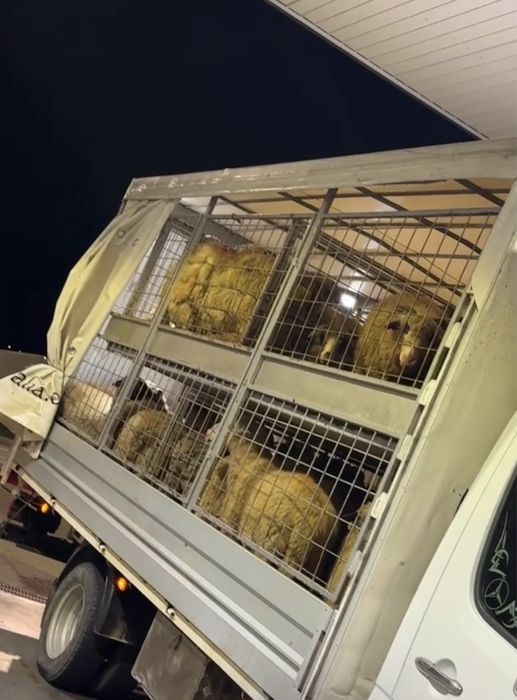 Transport animale vii!