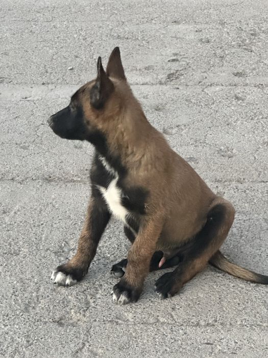 бельгийской малинуа