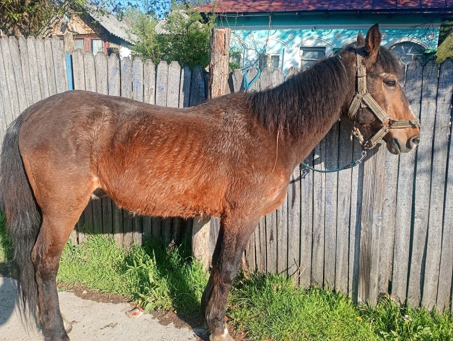 Se vinde cal castrat de 10 ani