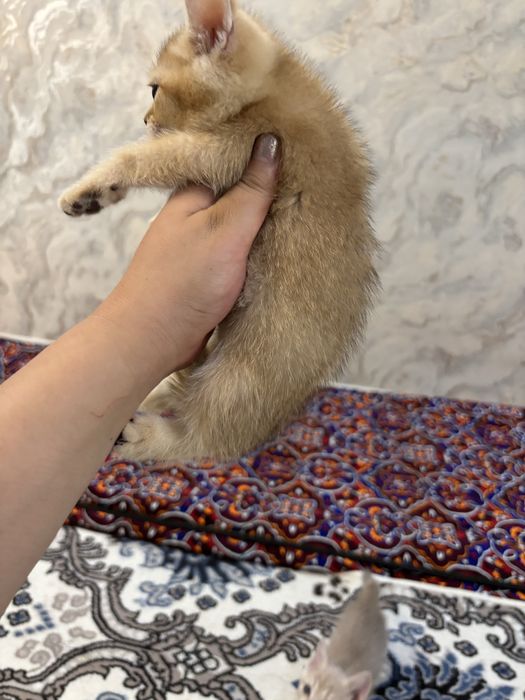 srochna золотая шиншилла мальчик