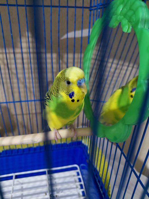 Попугай волнистый