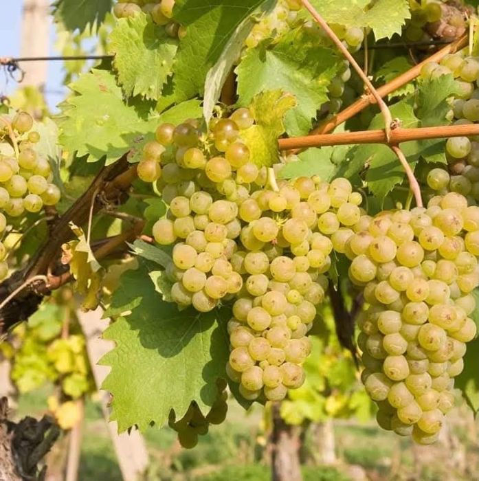 Struguri de vin direct de la producator