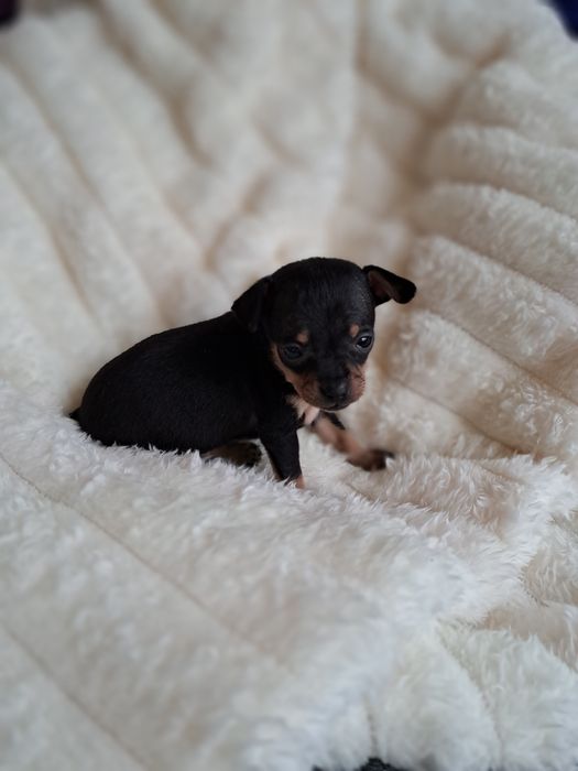 Продам мини той терьера девочку