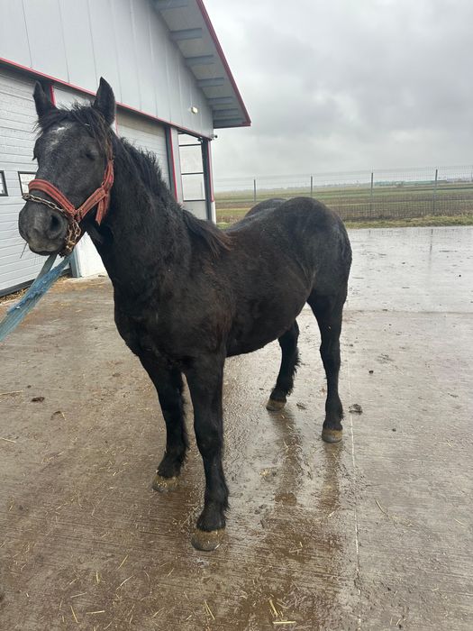 Cal de vanzare si grebla