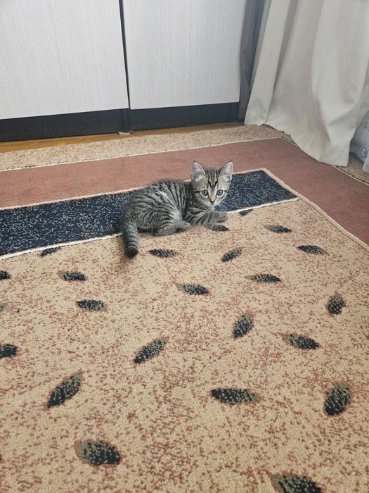 Британские котята