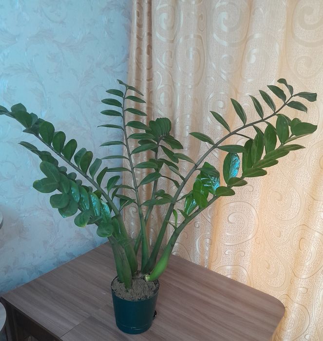 Продам долларовое дерево