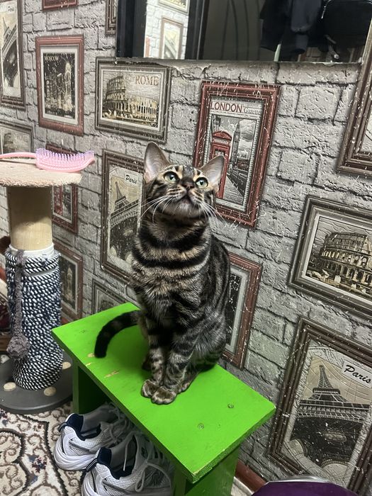 Продается бенгальская кошечка