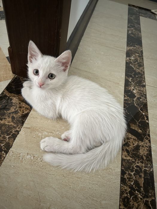 Отдам в хорошие руки котенка