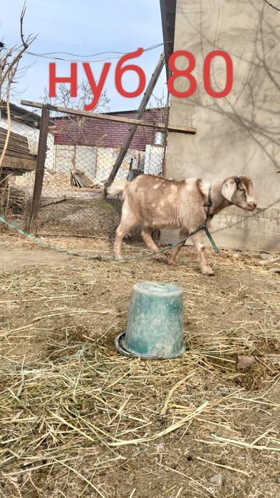 Таза қанды ешкілер