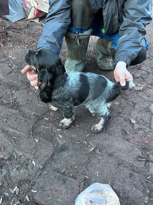 Щенки русской спаниэль