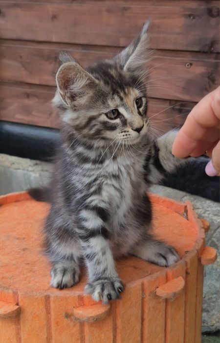 Pui pisica  Maine Coon