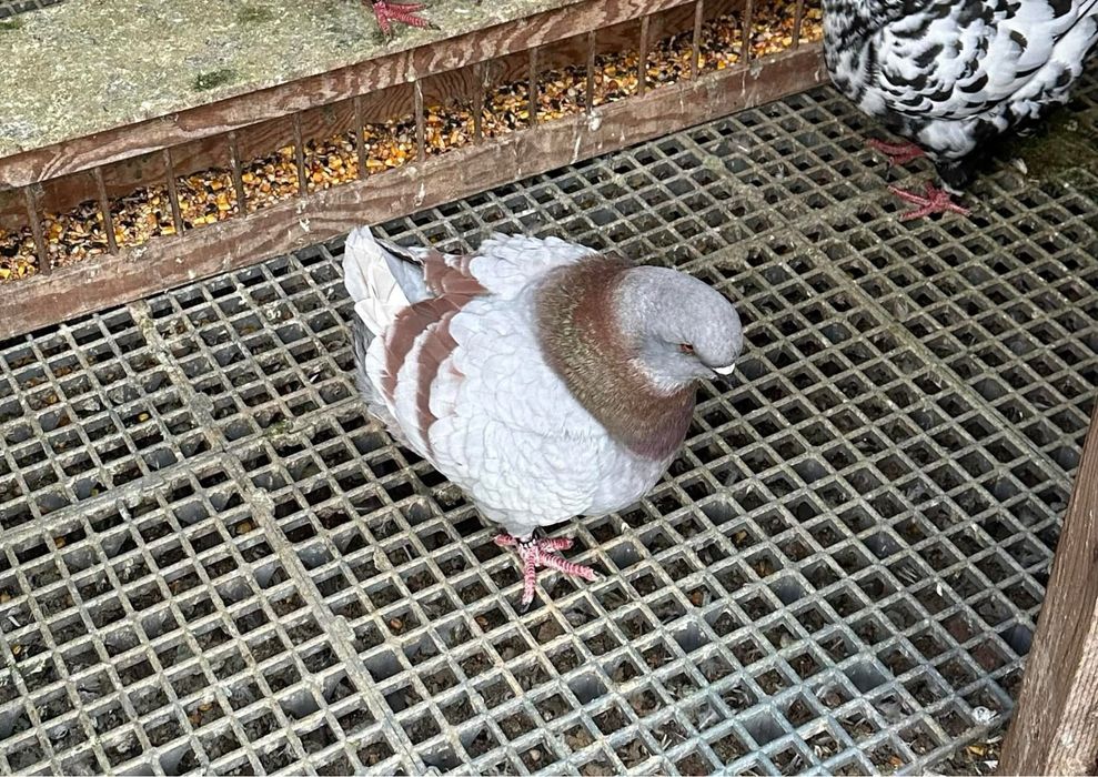 Porumbei King de calitate!