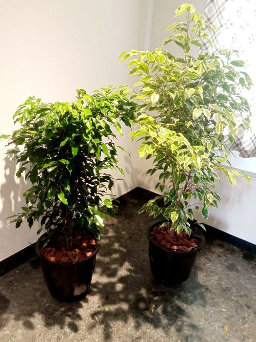 Офисные растения цветы