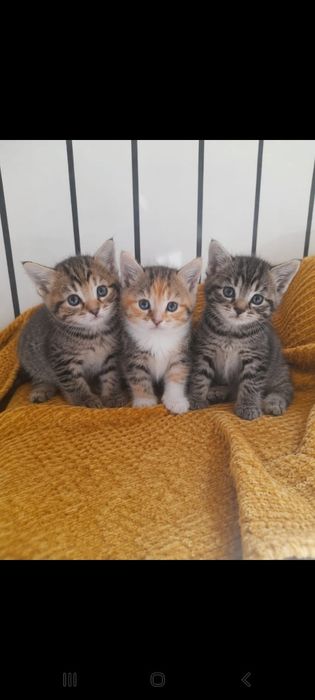 Котята отдам ...