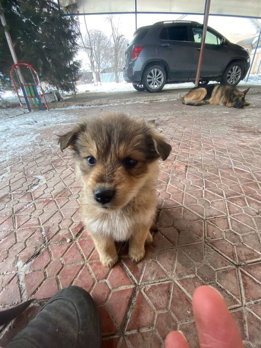 Щенков в добрые руки.