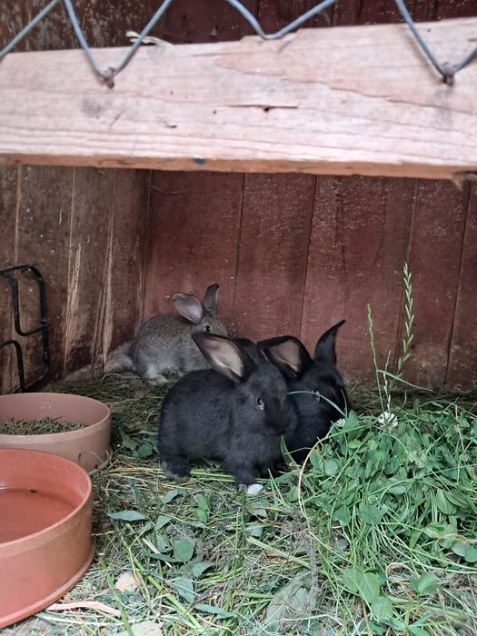 Vând iepurașiiii