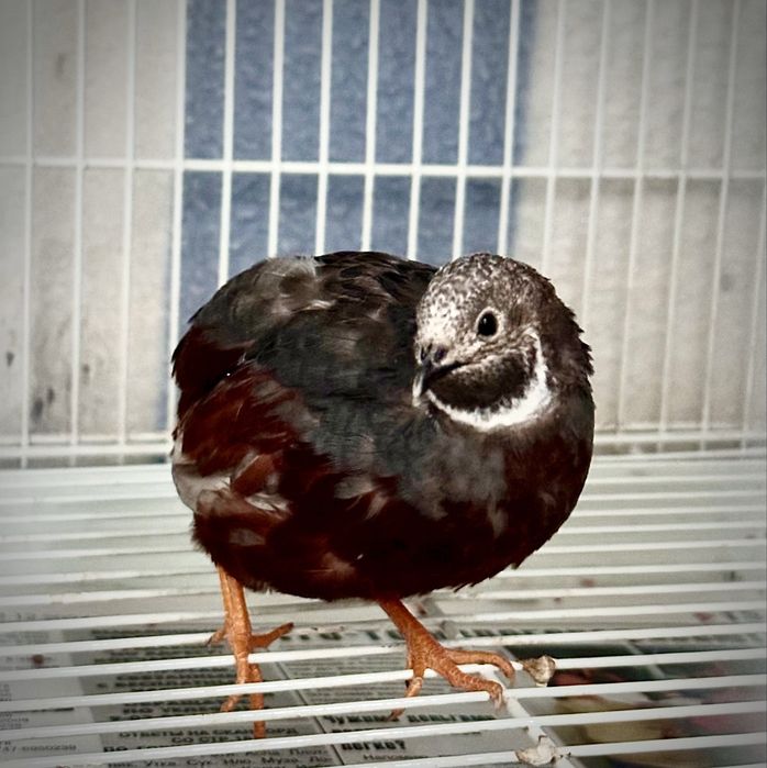 Китайские перепелки