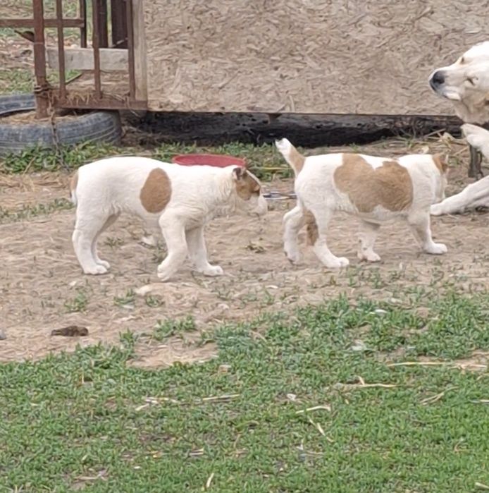 Алабай күшік сатылады. Алабай.