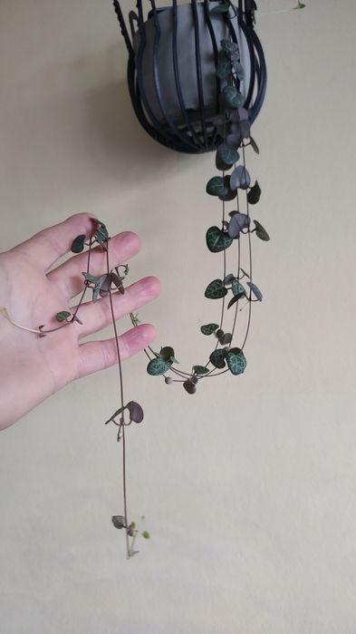 plantă curgătoare,,String of Hearts "( Șirag de inimi)