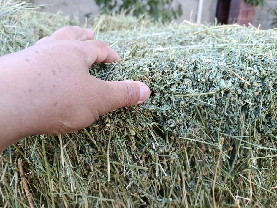 Жоңышқа сатылады үшінші орым
